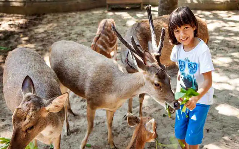 bali zoo park bali zoo park